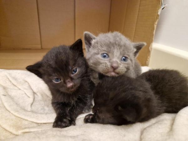 Image 2 of Russian blue Cross kittens
