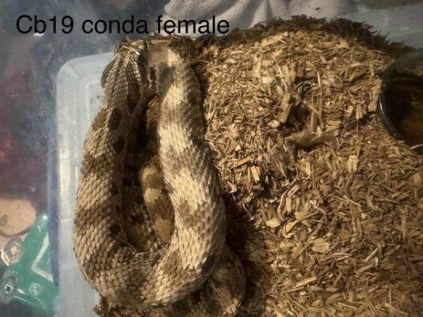 Image 10 of Hognose snake for sale (Collection only)