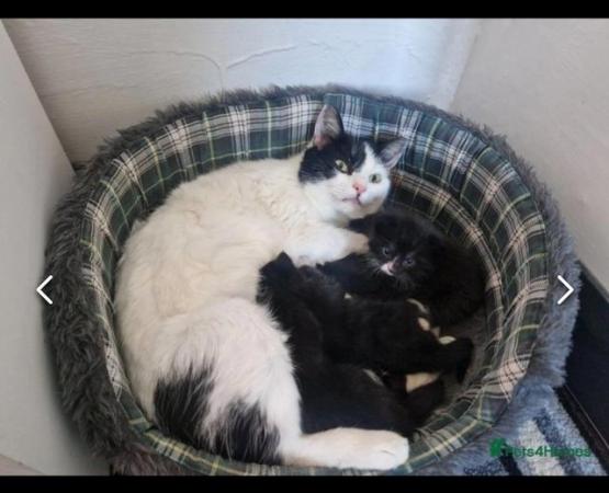 Image 1 of Tuxedo Kittens for sale
