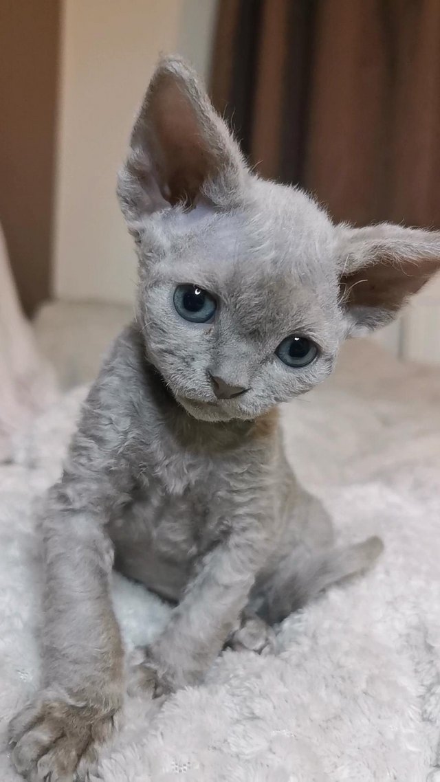 Preview of the first image of Jusy one lilac boy left!!!DEVON REX Kittens.