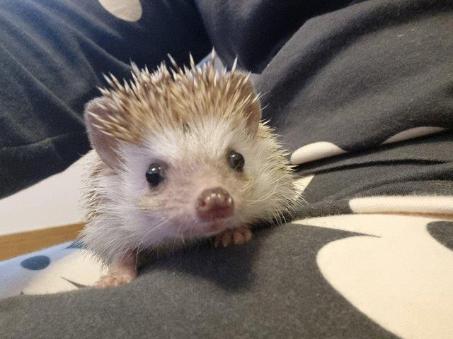 Preview of the first image of Baby african pygmy hedgehog..