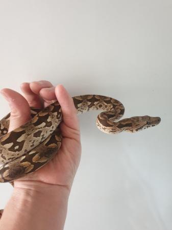Image 4 of 2year old male and female dumeril boas for sale