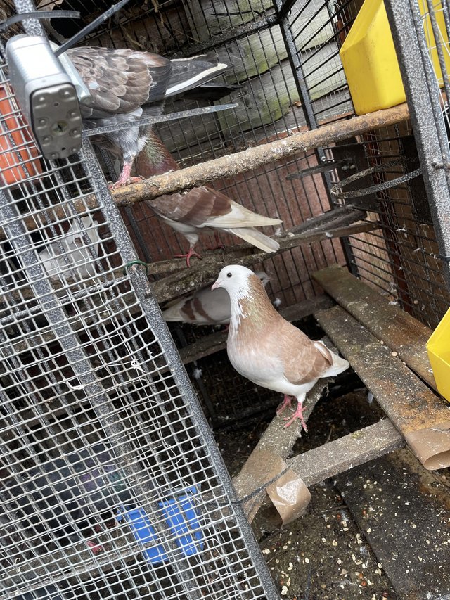 Preview of the first image of Pigeons for sale in Croydon.