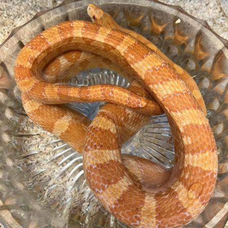Image 2 of Girl corn snake albino 2 years