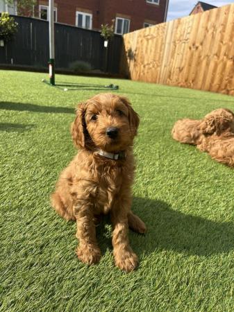 Image 13 of Irish doodle puppies, 8 weeks in just over a week