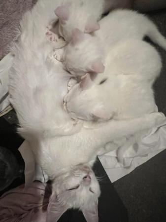 Image 3 of Fully white kittens Birmingham