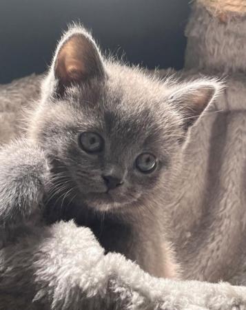 Image 14 of Adorable British blue kittens ready to go now