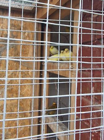 Image 5 of Goldfinch & Canaries one year old