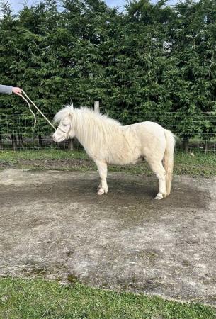 Image 1 of Exceptional Cremello Fully Registered Shetland Colt