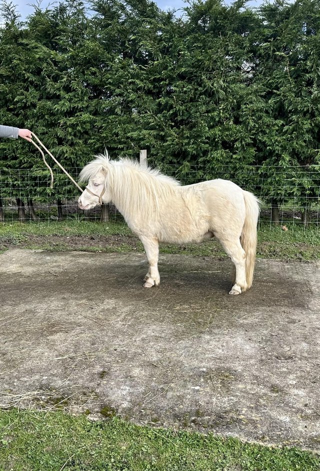 Preview of the first image of Exceptional Cremello Fully Registered Shetland Colt.