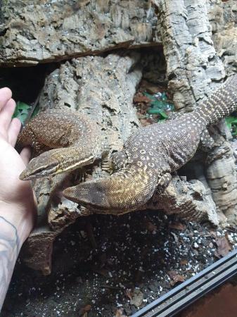 Image 2 of Proven Breeding pair of yellow ackie monitors