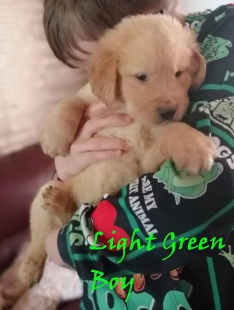 Image 10 of Golden Retriever Puppies Ready for Their Forever Homes!