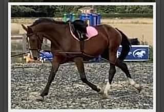 Image 1 of very well bred4 year old kwpn mare for sale