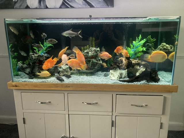 Preview of the first image of American cichlids tropical fish updated cheap.