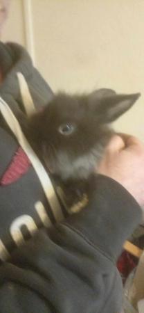 Image 1 of 10 week old rabbit ooking for home