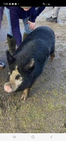 Image 3 of Cinomon 1 year old kune kune sows looking for new home
