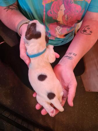 Image 6 of FTCh Sired working English Springer Spaniel puppies