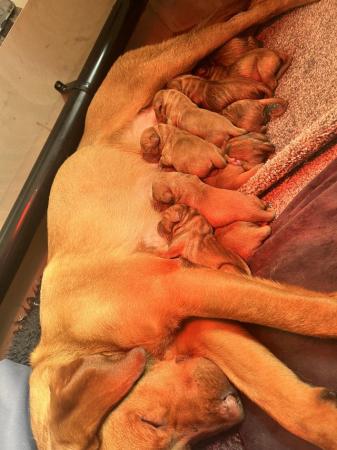 Image 4 of READY TO LEAVE TOMORROW Fox red KC Labrador puppies