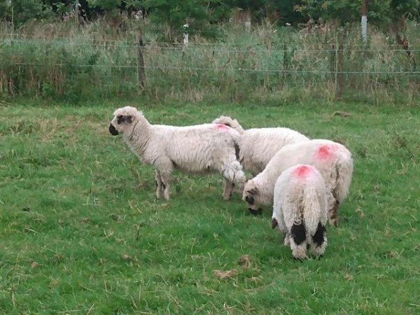 Image 10 of Valais Blacknose Cross Lambs, born 2023. Excellent pets or .
