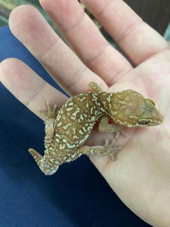 Image 3 of Adult Pictus geckos £40 Each or pairs for £75