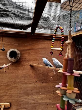 Image 6 of 11 Budgies for SALE with Wooden Cage, Food Dishes & Toys