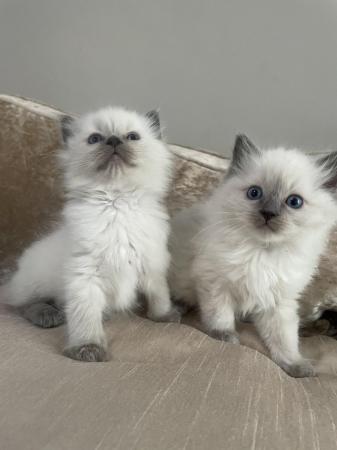 Image 3 of Pedigree blue point ragdolls ready to leave