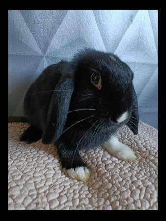 Image 2 of Mini lop rabbit looking for home