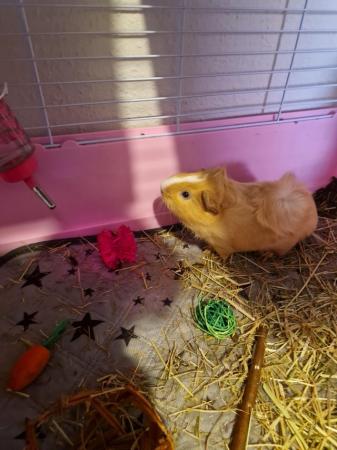Image 5 of Male Guinea pig for sale
