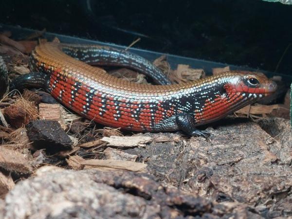 Image 4 of African Fire Skinks for sale