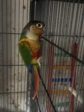 Image 5 of 2023 Male Yellow Sided Conure