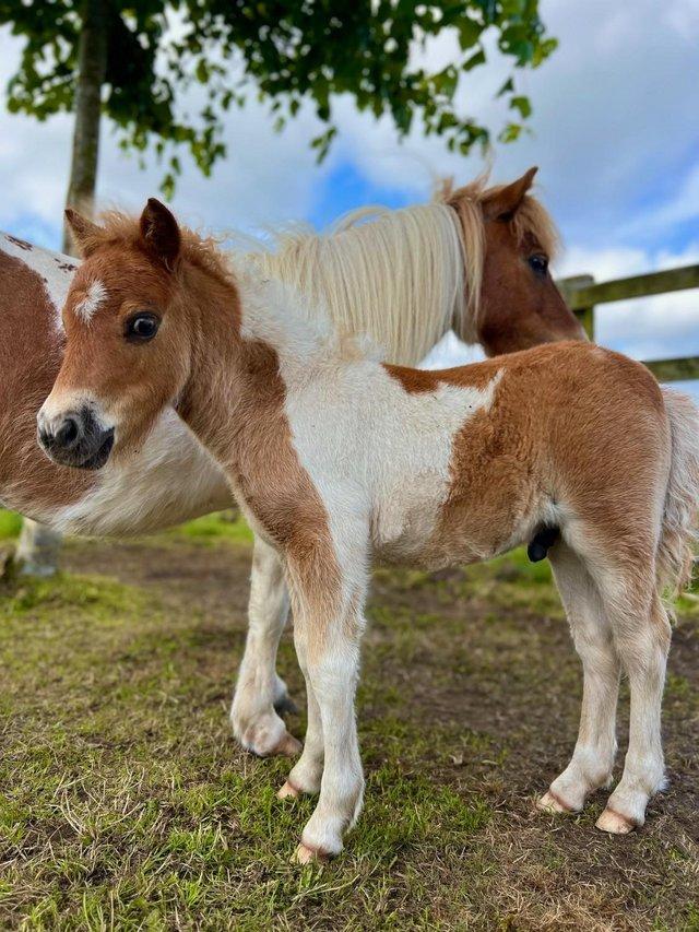 Preview of the first image of SHETLAND COLT FOAL - SANDBECK SPOON.