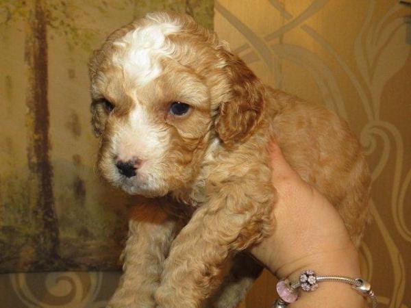 Image 44 of RED KC REG TOY POODLE FOR STUD ONLY! HEALTH TESTED
