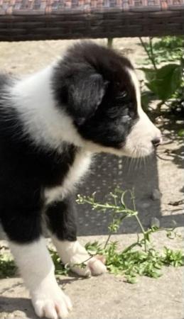 Image 11 of Home reared Border collie pups