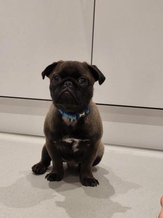 Image 4 of 6 month old platinum pug for sale