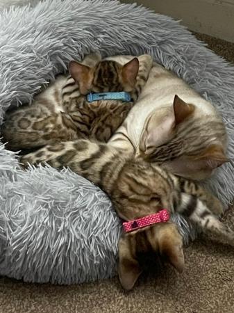Image 2 of Tica Bengal kittens looking for their forever homes