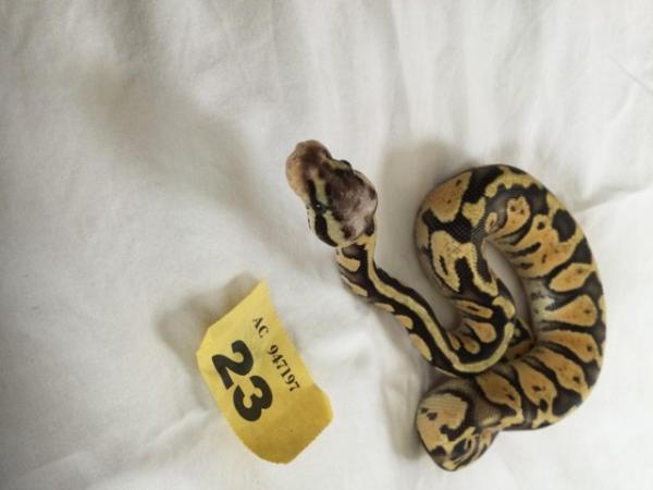 Image 6 of Female super pastel baby royal python