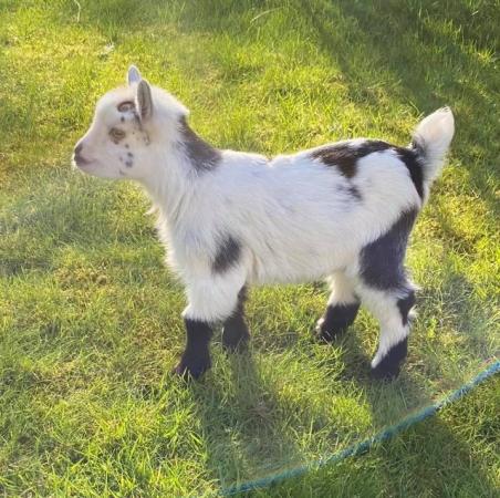 Image 4 of Two Pure Bred Pygmy Goats Billys Price reduced
