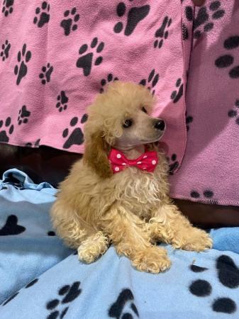 Image 29 of Beautiful Toy Poodles“ready now”