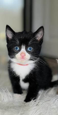 Image 9 of Last black and white boy and girl kittens for sale