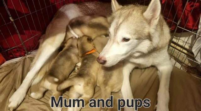 Image 2 of Full pedigree Siberian husky pups for sale