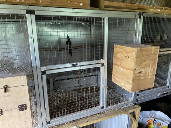 Image 3 of REDUCED 12 x Cockatiels and Breeding Cages Nest Boxes