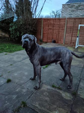 Image 8 of Cane Corso Pups Champion Bloodline Available 7th June 2024