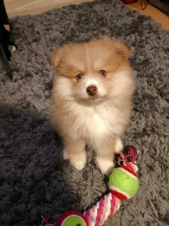 Image 5 of Male Pomeranian Puppy ready 25th May