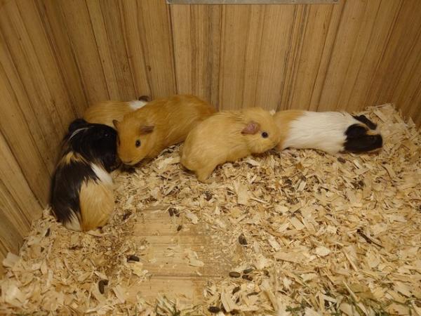 Image 10 of Guinea Pigs - Range of Colours, Sexes and Sizes!