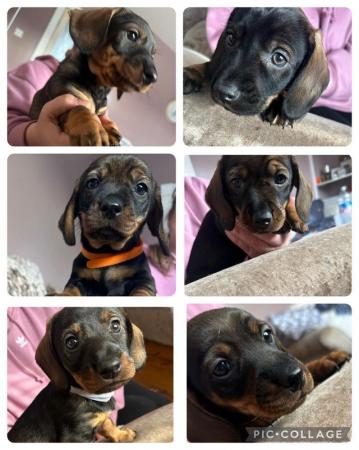Image 2 of Stunning wire dachshund girls for sale ready to leave