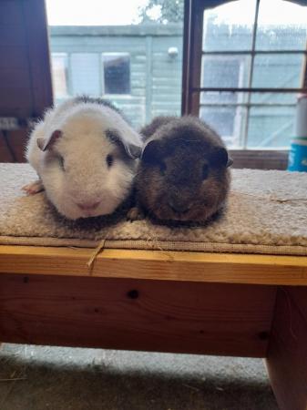 Image 4 of Guinea pigs bonded teddy boars available £60 pair