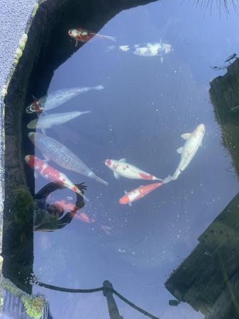 Image 5 of Koi Carp - 11 fish from 45cm to 60+ cm