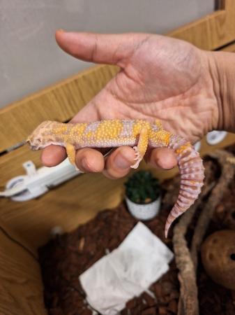 Image 2 of 1 year old leopard printgecko with all sets and tank