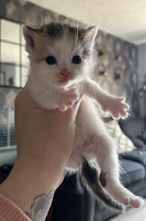 Image 1 of 3 beautiful kittens for sale