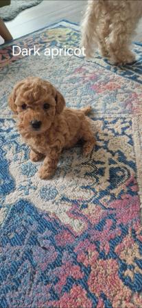 Image 18 of F1b cockapoo puppies for sale